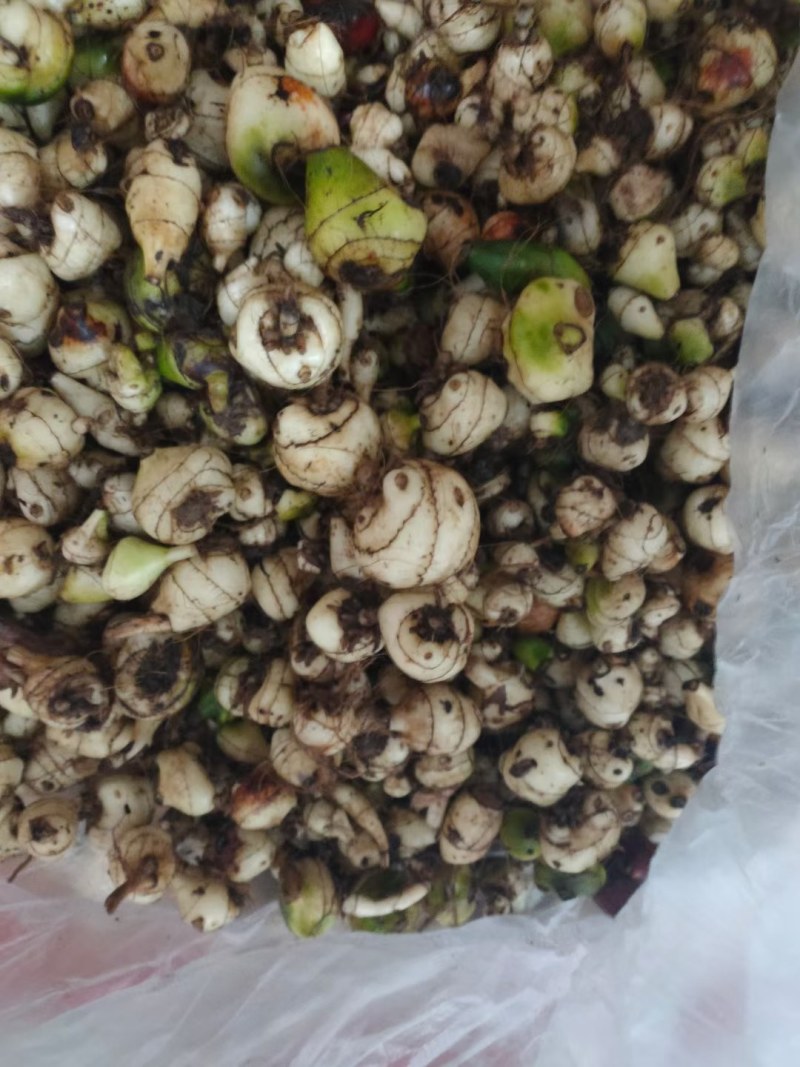 毛刺菇（冰球子）