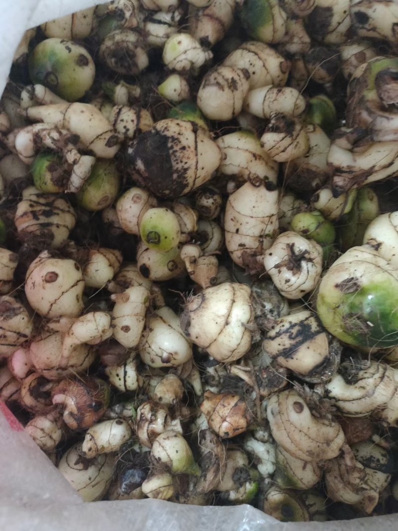 毛刺菇（冰球子）