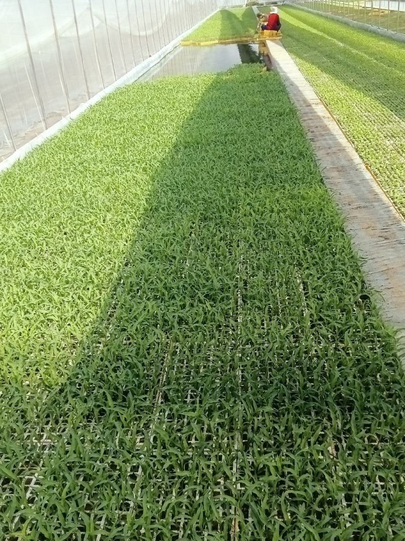 云南水果甜玉米苗，基地直发，抗病性强，成活率高，质量保证