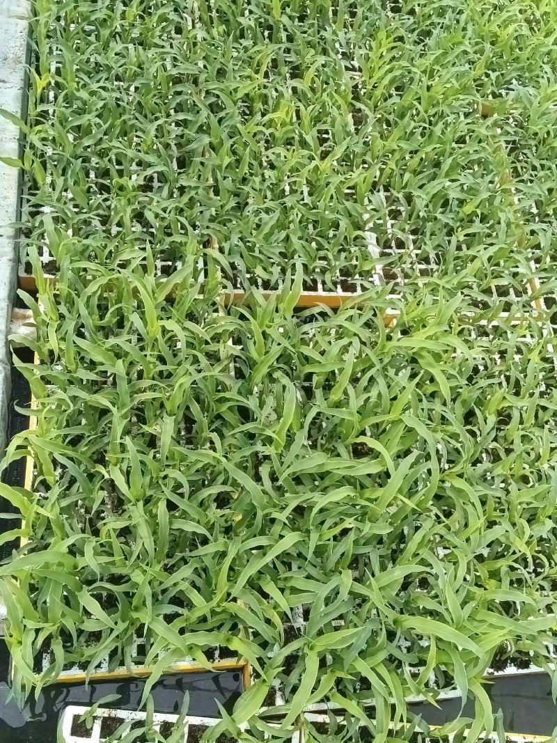 云南水果甜玉米苗，基地直发，抗病性强，成活率高，质量保证