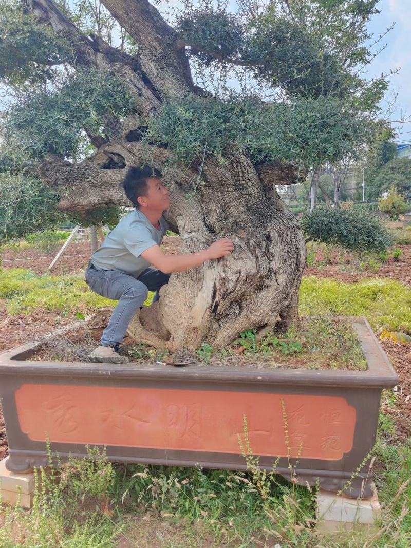尖叶木樨榄造型景观树。。现场看货。欢迎咨询选购