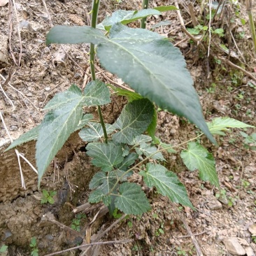 菩萨提榕树苗农家自已培育的杂树苗，1棵为—件包邮。