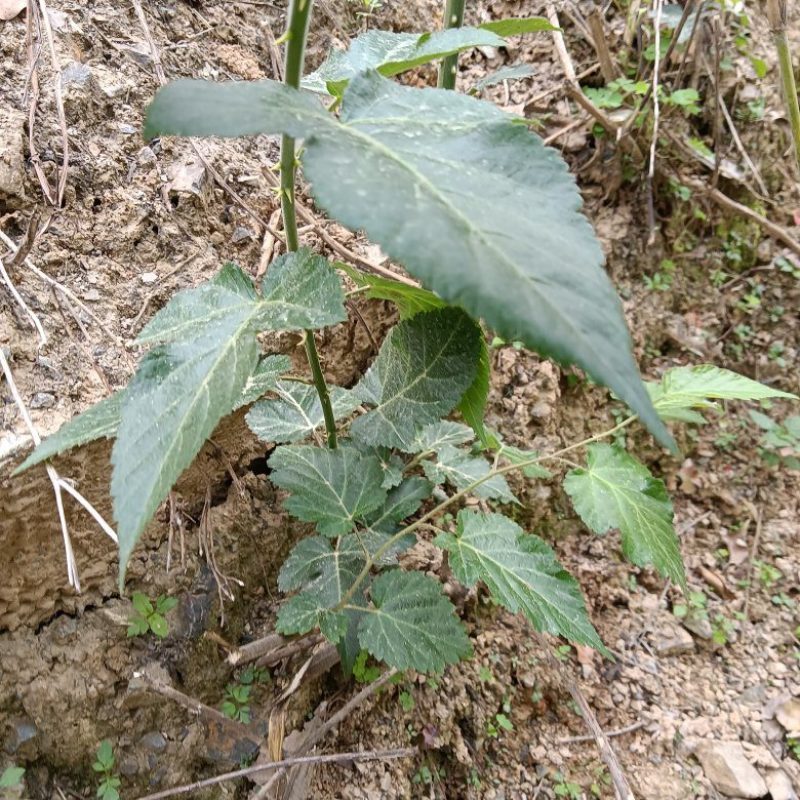 菩萨提榕树苗农家自已培育的杂树苗，1棵为—件包邮。