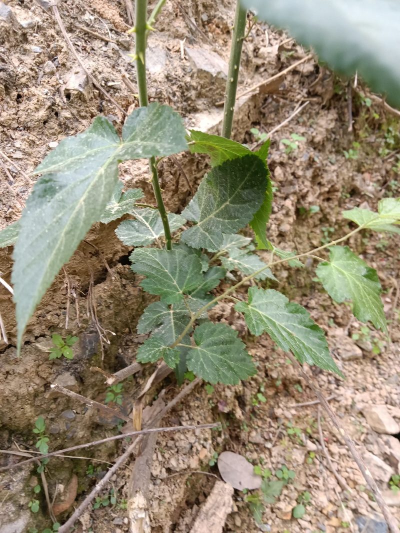 菩萨提榕树苗农家自已培育的杂树苗，1棵为—件包邮。