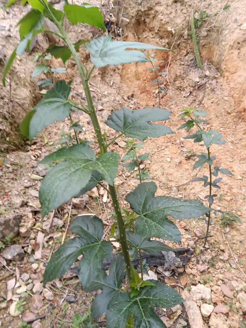 菩萨提榕树苗农家自已培育的杂树苗，1棵为—件包邮。