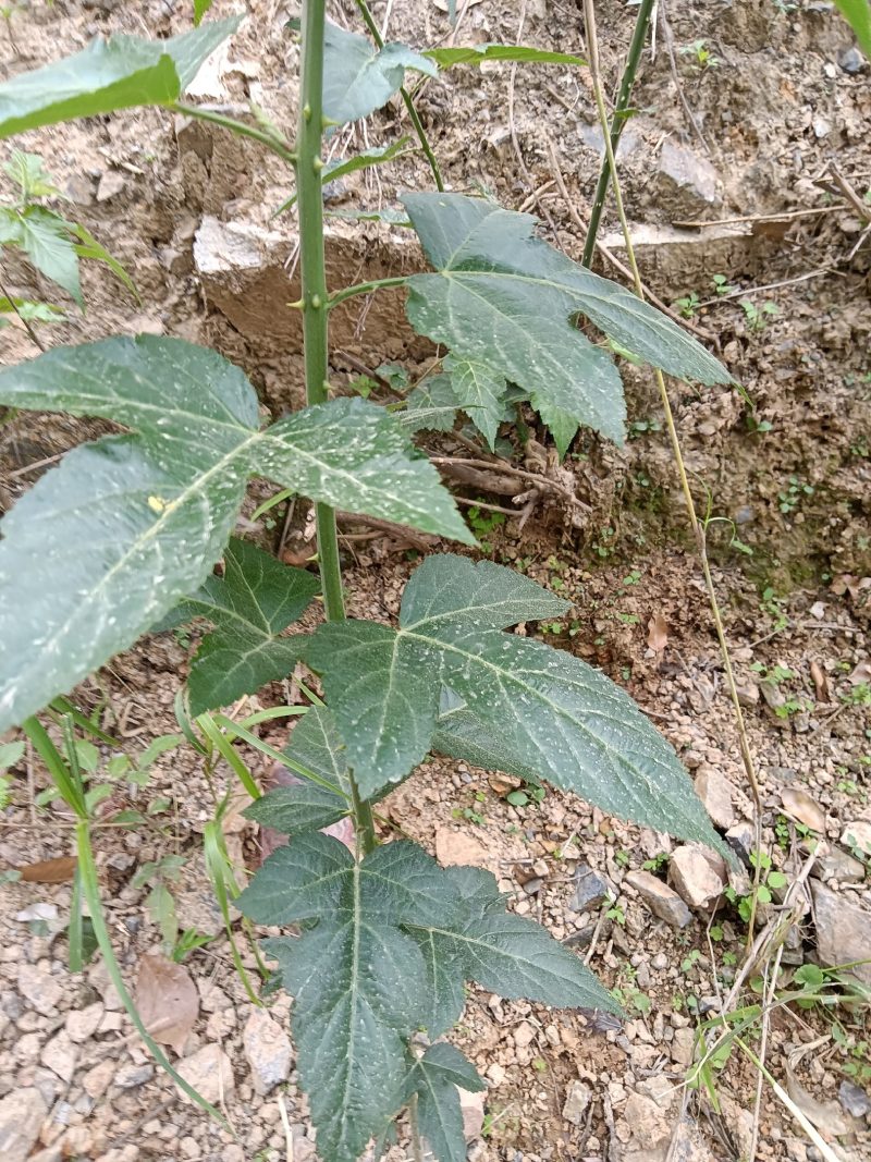 菩萨提榕树苗农家自已培育的杂树苗，1棵为—件包邮。