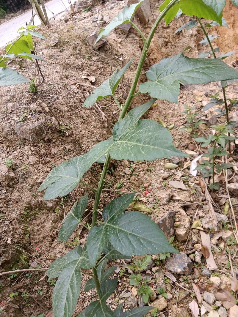 菩萨提榕树苗农家自已培育的杂树苗，1棵为—件包邮。