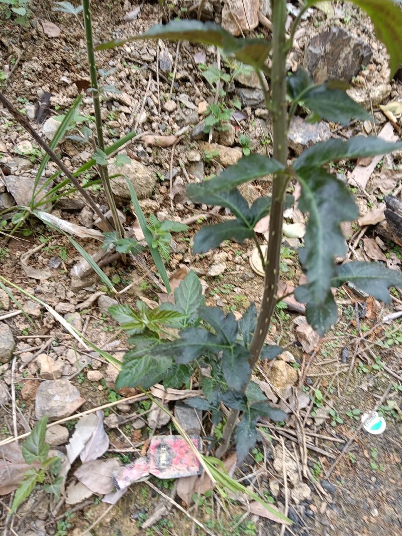 菩萨提榕树苗农家自已培育的杂树苗，1棵为—件包邮。