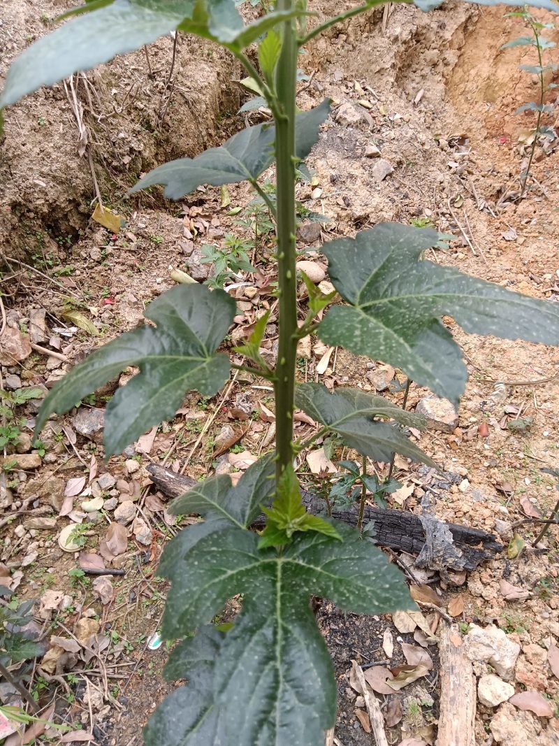 菩萨提榕树苗农家自已培育的杂树苗，1棵为—件包邮。