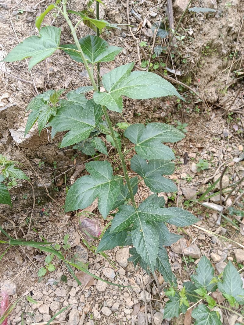菩萨提榕树苗农家自已培育的杂树苗，1棵为—件包邮。