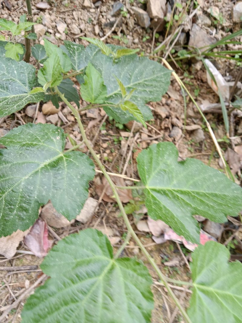 菩萨提榕树苗农家自已培育的杂树苗，1棵为—件包邮。