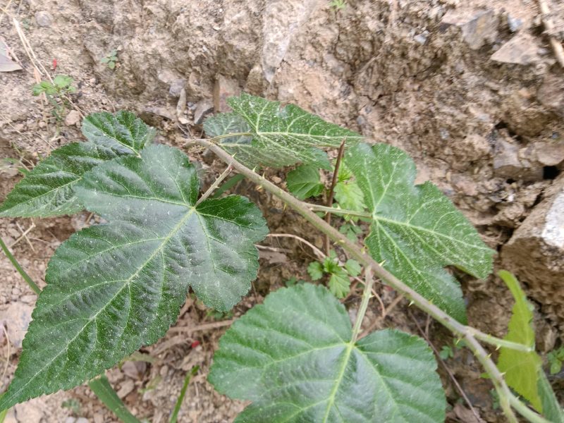菩萨提榕树苗农家自已培育的杂树苗，1棵为—件包邮。