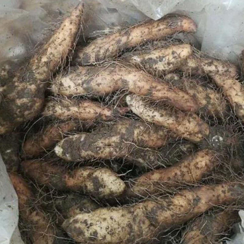 【包邮-20斤姜薯】热销10斤20斤新鲜农家姜薯