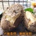 【包邮-20斤毛薯】热销10斤20斤新鲜农家毛薯