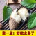 【包邮-20斤毛薯】热销10斤20斤新鲜农家毛薯