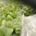 自家种植大白菜