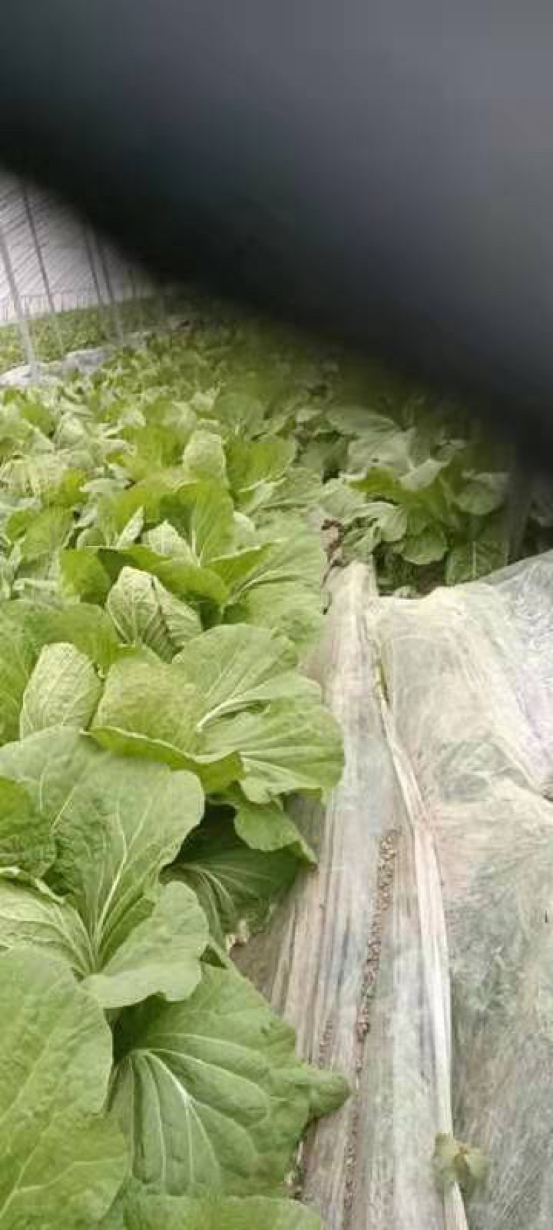 自家种植大白菜