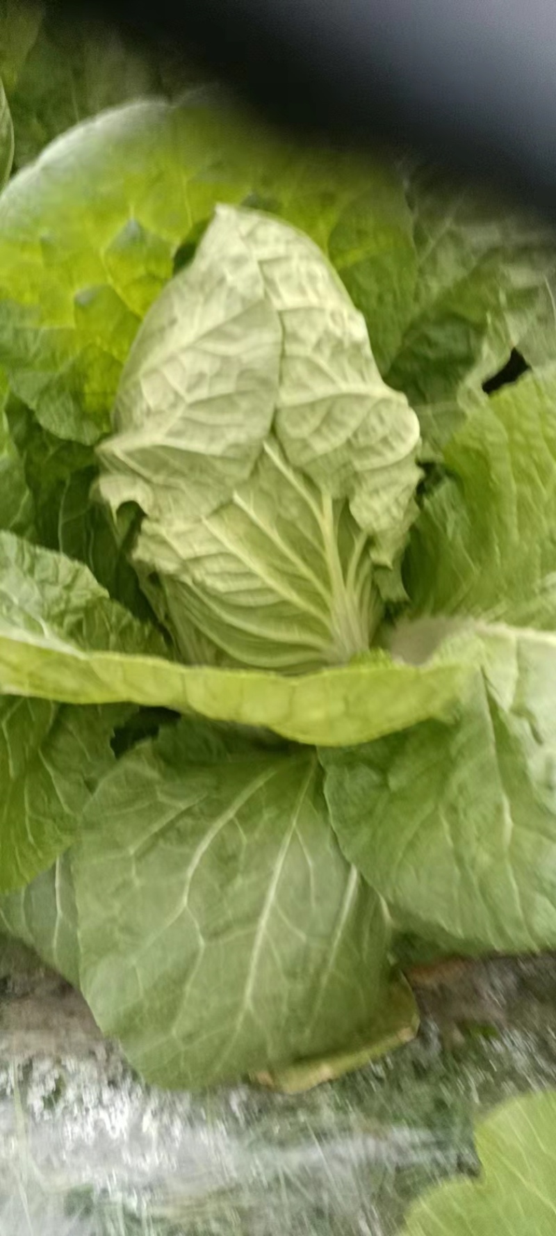 自家种植大白菜