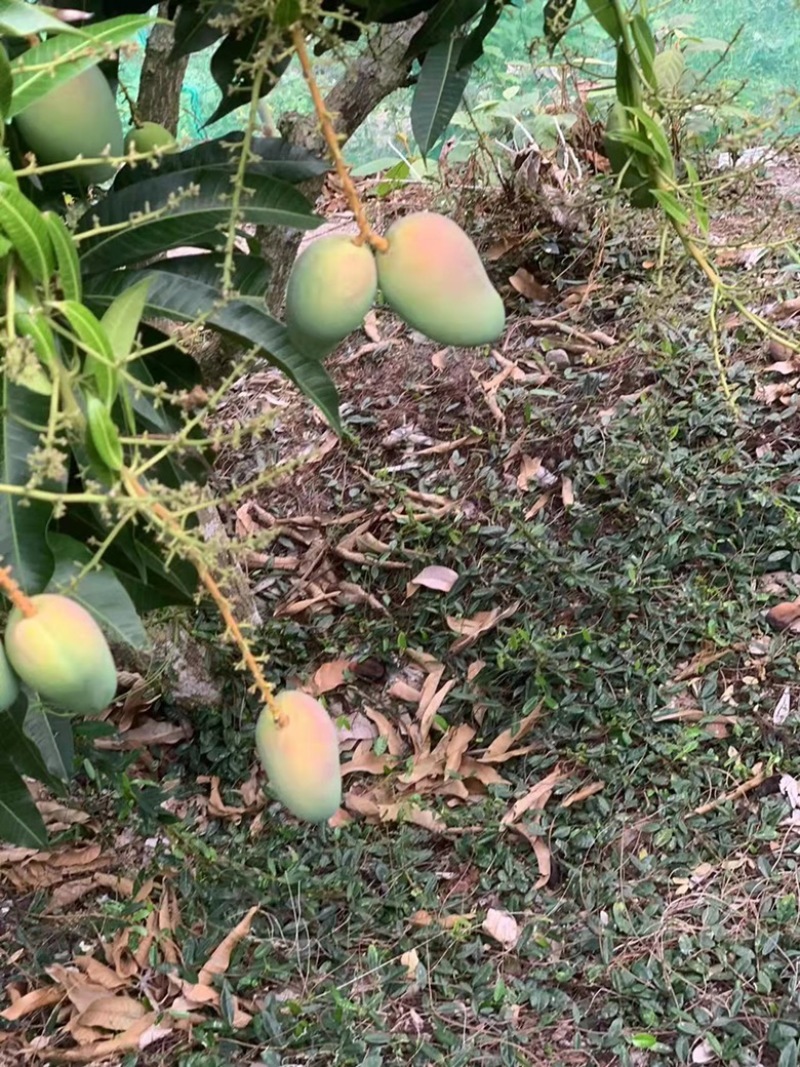 崖城这里有部分台农转让，已经红头马上现摘，无花粉