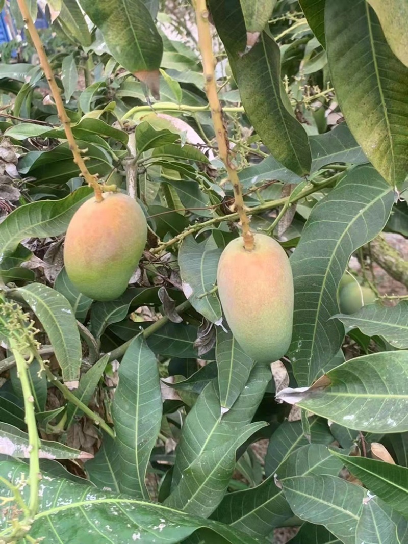 崖城这里有部分台农转让，已经红头马上现摘，无花粉