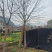 河南园林绿化基地长期供应10-30公分精品七叶树