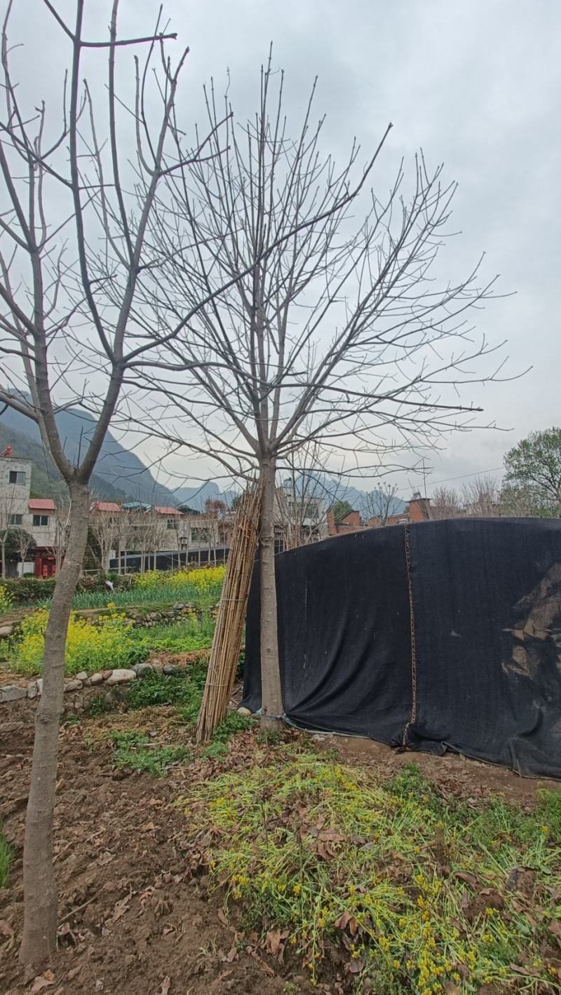 河南园林绿化基地长期供应10-30公分精品七叶树