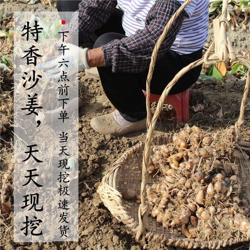 【包邮-5斤沙姜】热销5斤10斤新鲜现挖正宗沙姜
