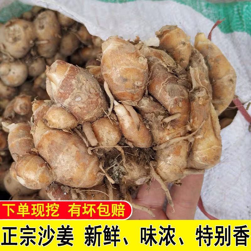 【包邮-5斤沙姜】热销5斤10斤新鲜现挖正宗沙姜