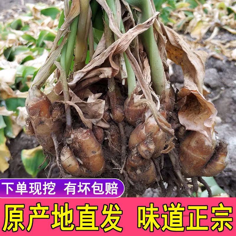 【包邮-5斤沙姜】热销5斤10斤新鲜现挖正宗沙姜
