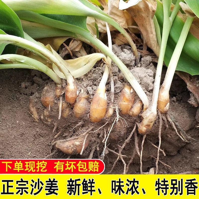 【包邮-5斤沙姜】热销5斤10斤新鲜现挖正宗沙姜