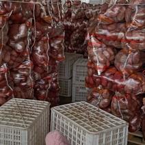 精品雪川红土豆阿克苏产地直发质量保证货源充足