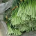 邳州白帽蒜苔大量上市，货源充足、产地直发，保证质量