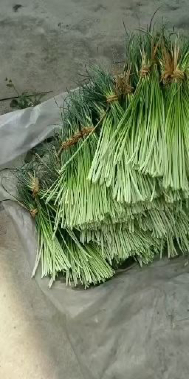 邳州白帽蒜苔大量上市，货源充足、产地直发，保证质量