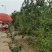 山东枣树苗小枣苗冬枣苗基地现挖易成活枣树苗