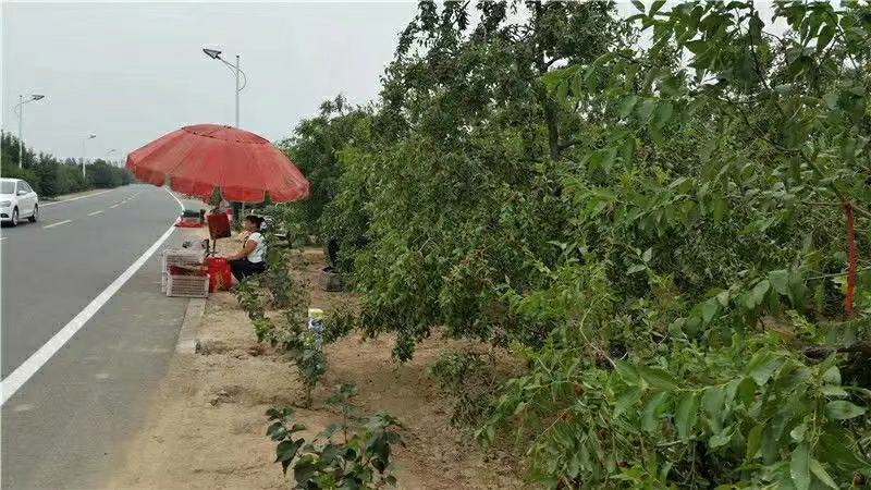 山东枣树苗小枣苗冬枣苗基地现挖易成活枣树苗