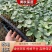 水果黄秋葵苗，带土成活率高，产量高，支持全国发货