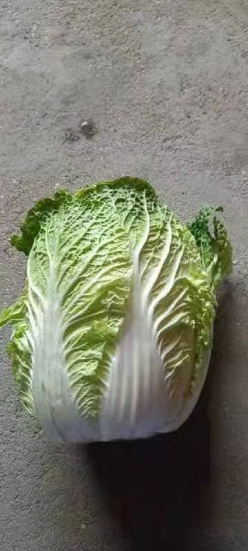 黄心白菜河南开封万亩蔬菜瓜果基地欢迎各位老板前