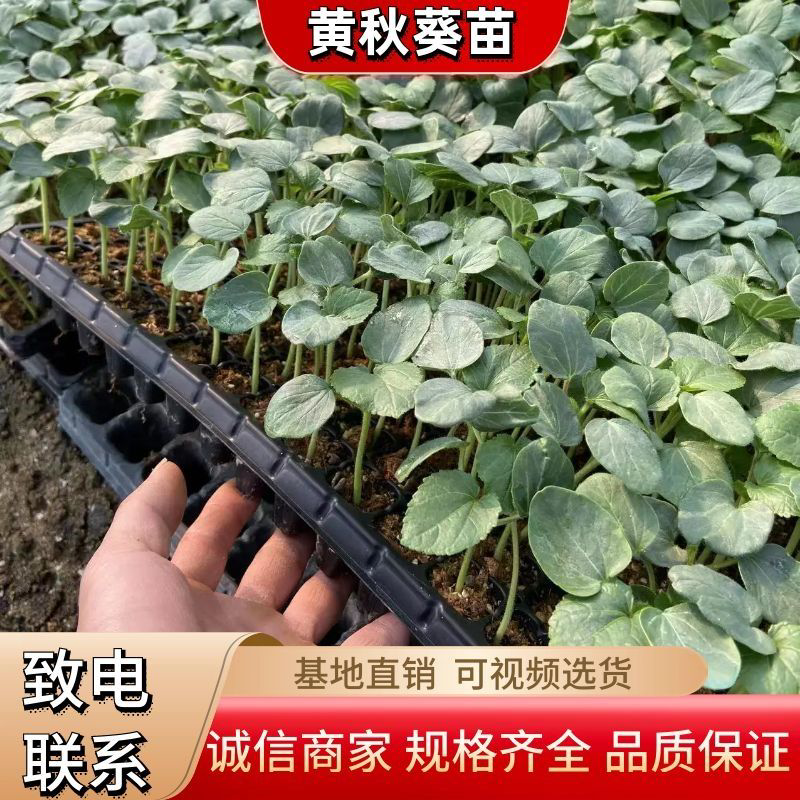 水果黄秋葵苗，带土成活率高，产量高，支持全国发货