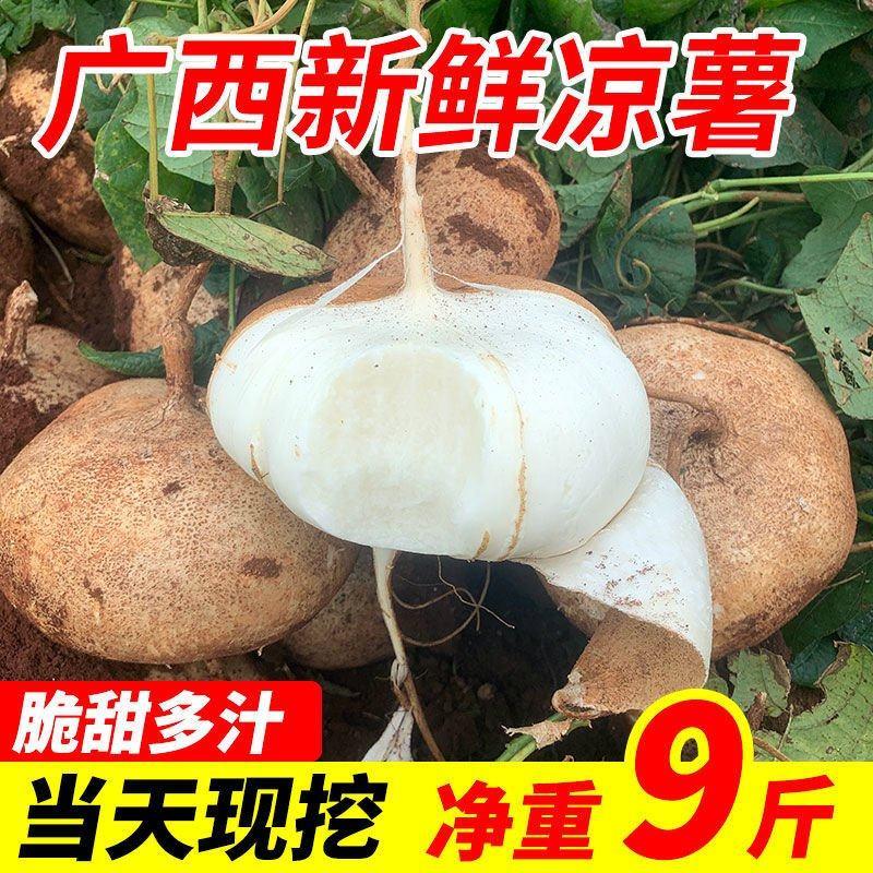 【包邮-10斤凉薯】热销5斤10斤新鲜凉薯豆薯