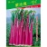 紫玫瑰一号C小叶亮红紫菜苔种子菜苔基地种植红菜苔种子批发