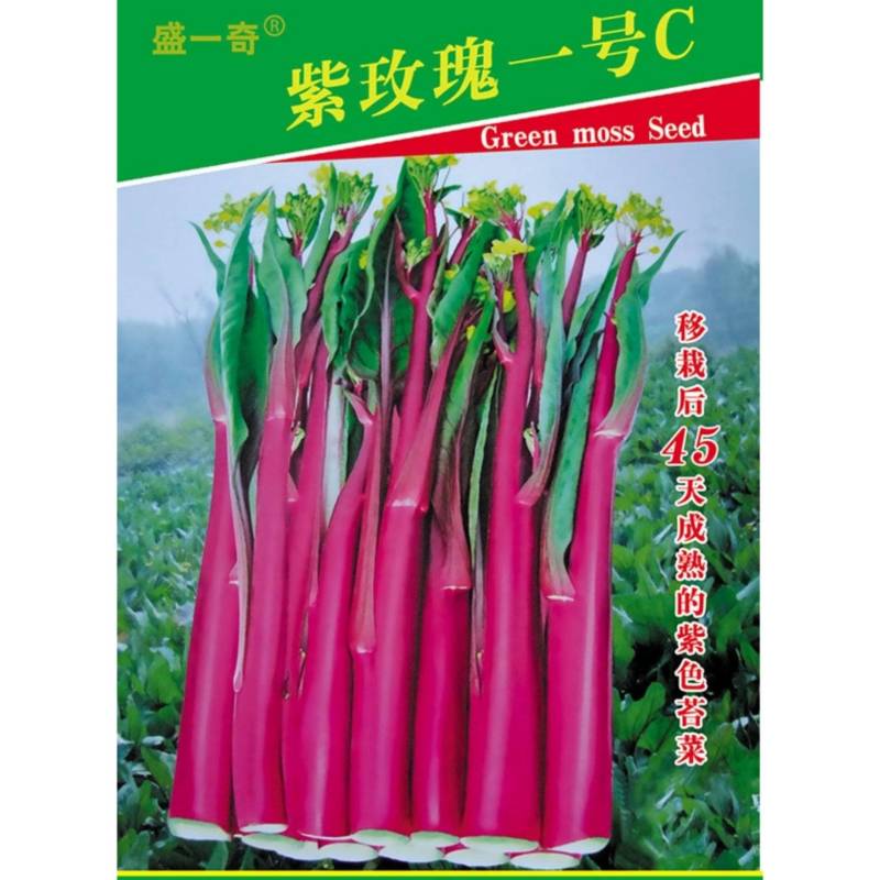 紫玫瑰一号C小叶亮红紫菜苔种子菜苔基地种植红菜苔种子批发