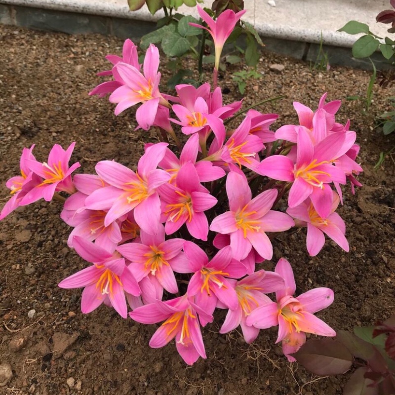 风雨兰种球韭兰种球葱兰苗易活好养绿化种植庭院栽培