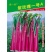 紫玫瑰一号A紫菜苔种子早熟定植后35天采收秋季栽培