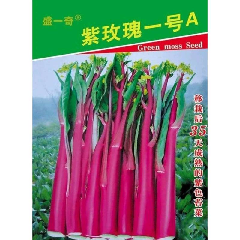 紫玫瑰一号A紫菜苔种子早熟定植后35天采收秋季栽培