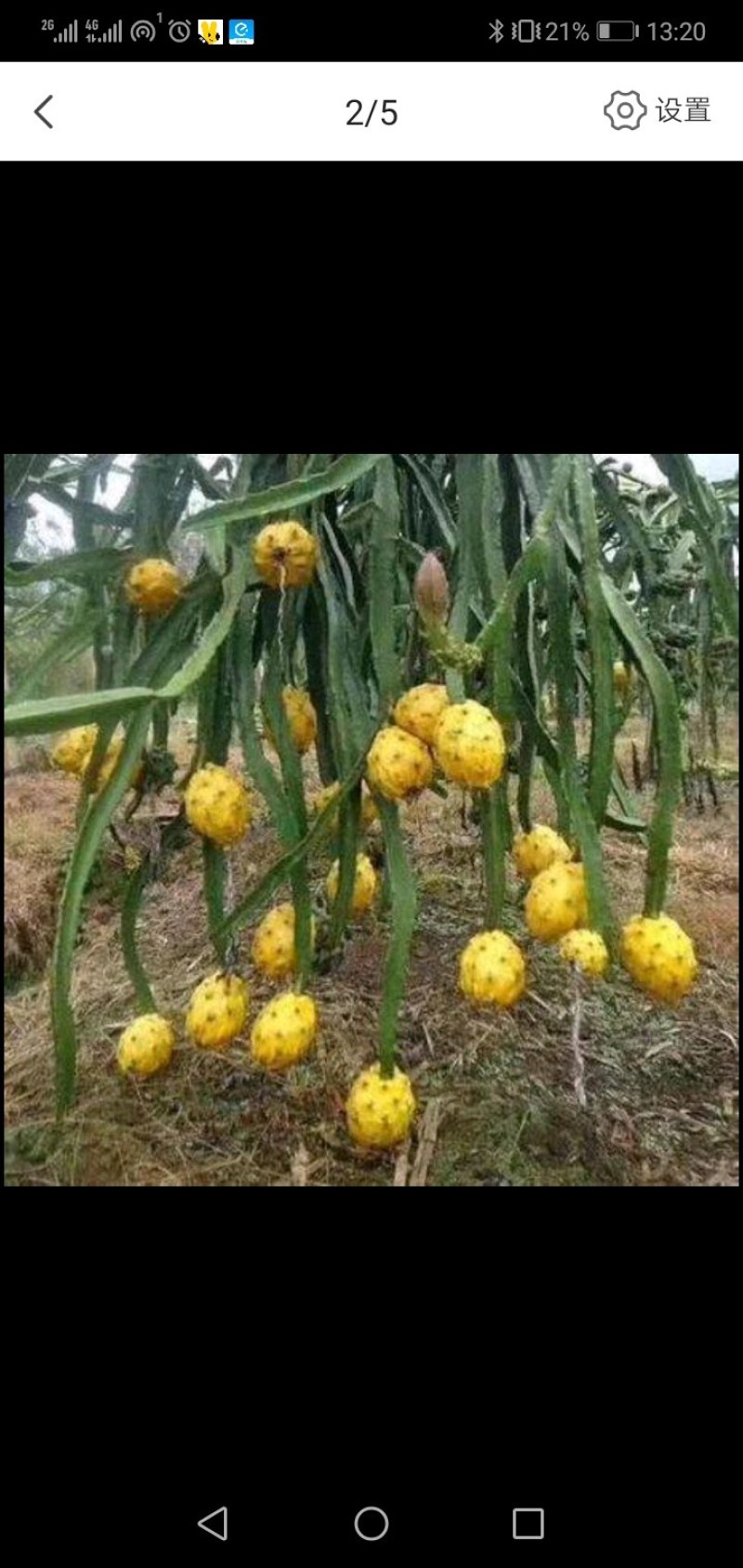 农场直销【现剪燕窝火龙果苗】
