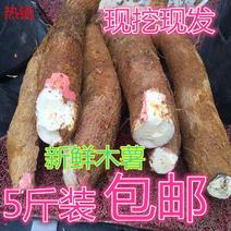 【-10斤木薯】热销5斤10斤新鲜农家木薯