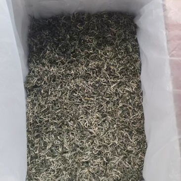 白号绿茶头春美丽的颜值+口感香甜
