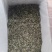 白号绿茶头春美丽的颜值+口感香甜