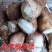 嫩黄新鲜春笋现挖先发大量春笋