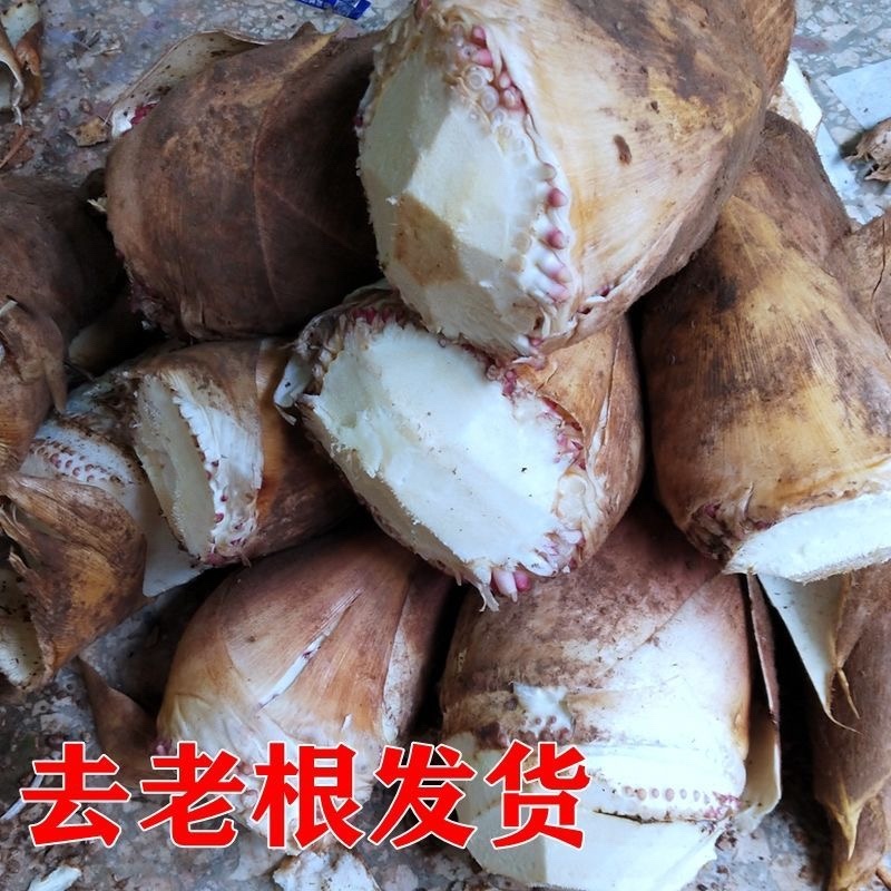嫩黄新鲜春笋现挖先发大量春笋